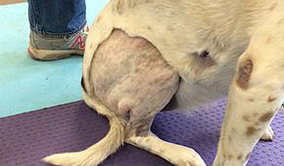 Cranial cruciate ligament surgery with CanisCell