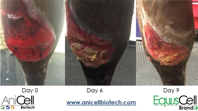 Clinical Trial – Use of equine amnion wound dressing (eAM) as source of extracellular matrix to heal distal limb wounds in horses