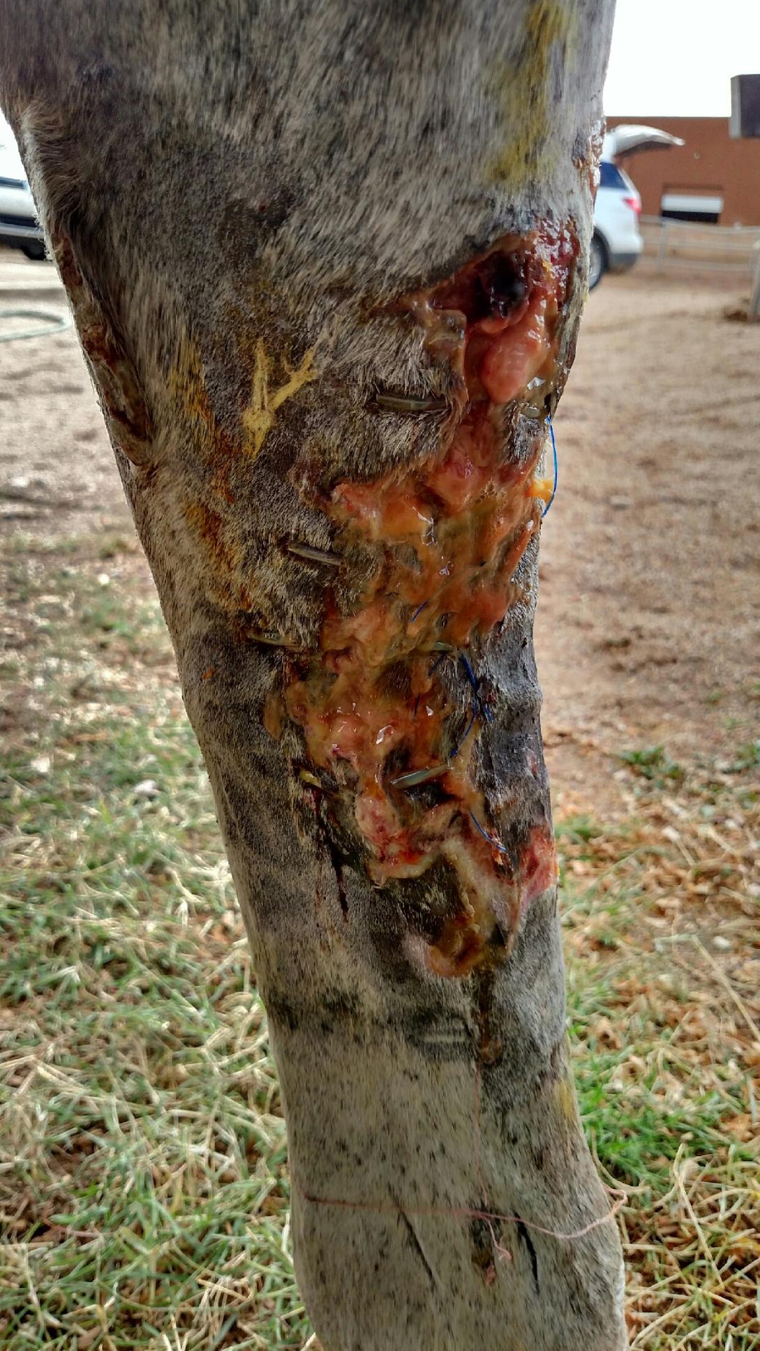 11/16/15 Inspection of medial distal-limb leg wound with AniCell's StemWrap Regenerative Product