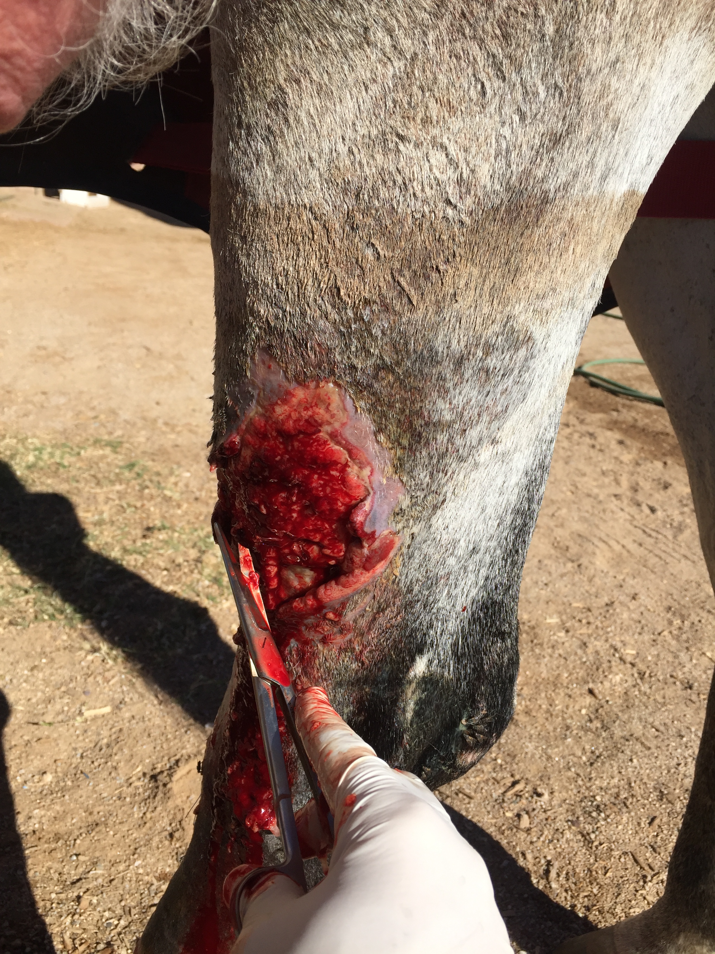 11-20-15 full debridement of 8 day old wound to the lateral aspect of a horses left hind leg