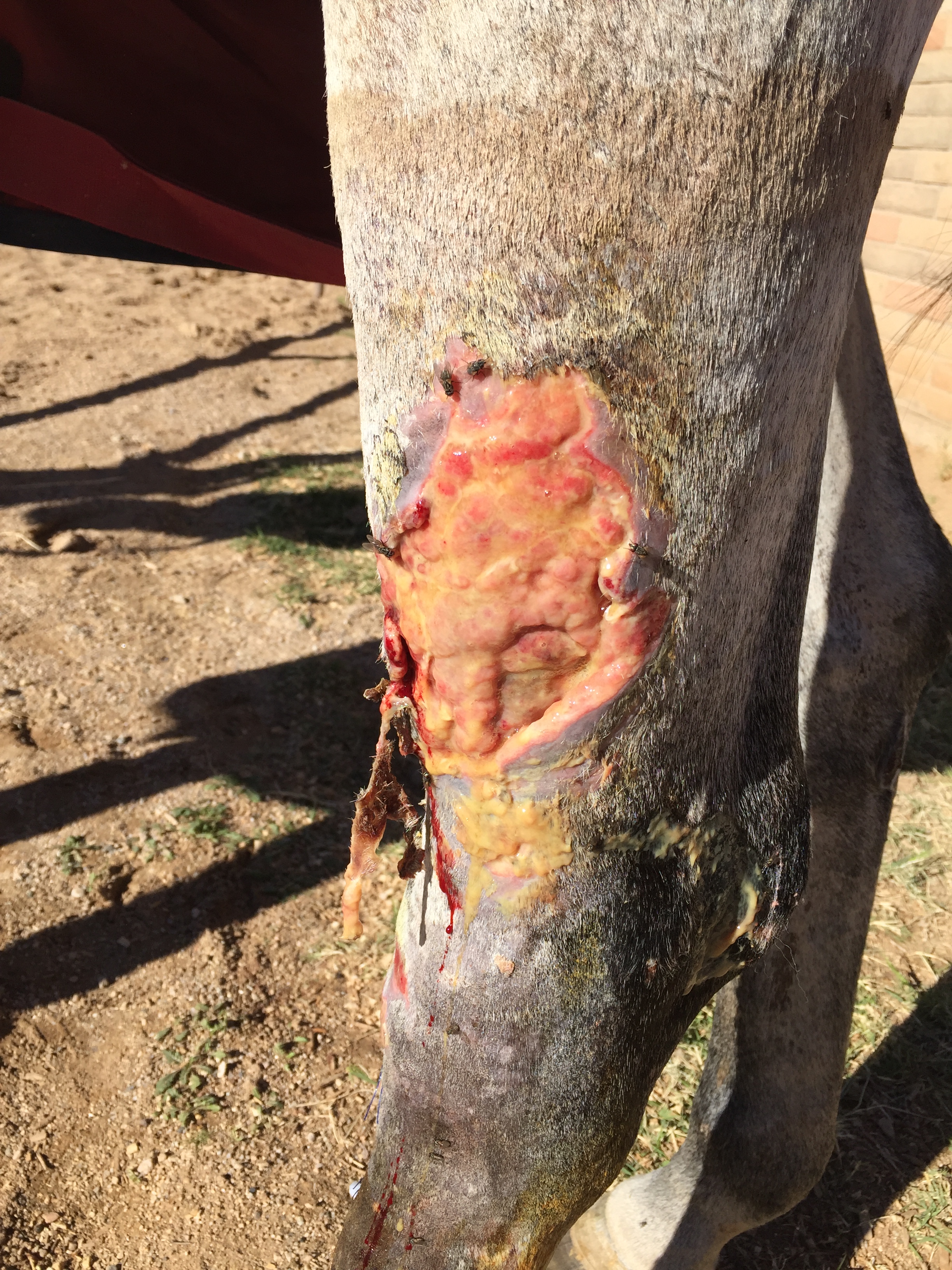 11-20-15 Lateral inspection of 8 day old distal-limb equine wound 