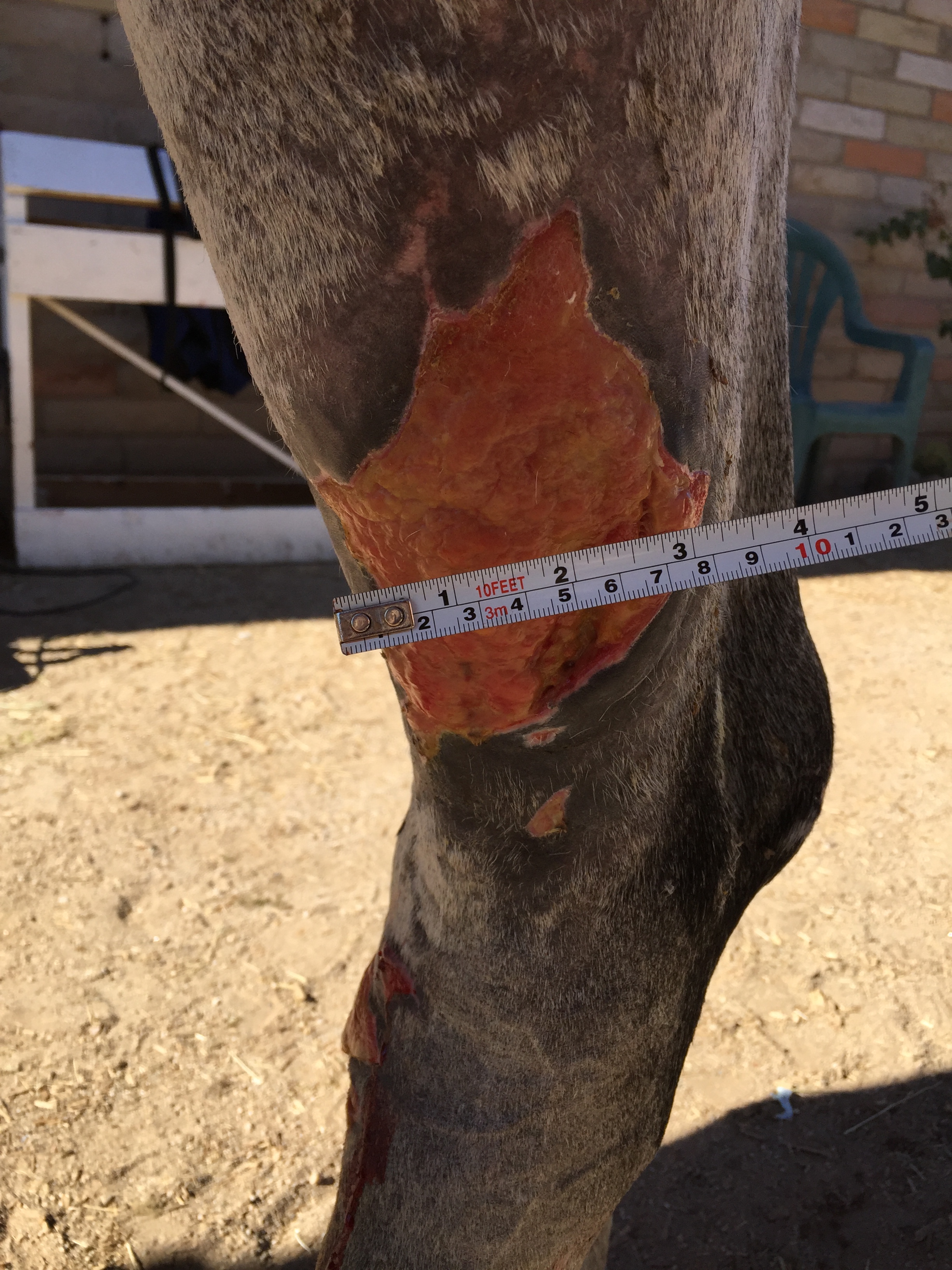 11-30-15 Lateral inspection of 19 day old distal-limb equine wound 