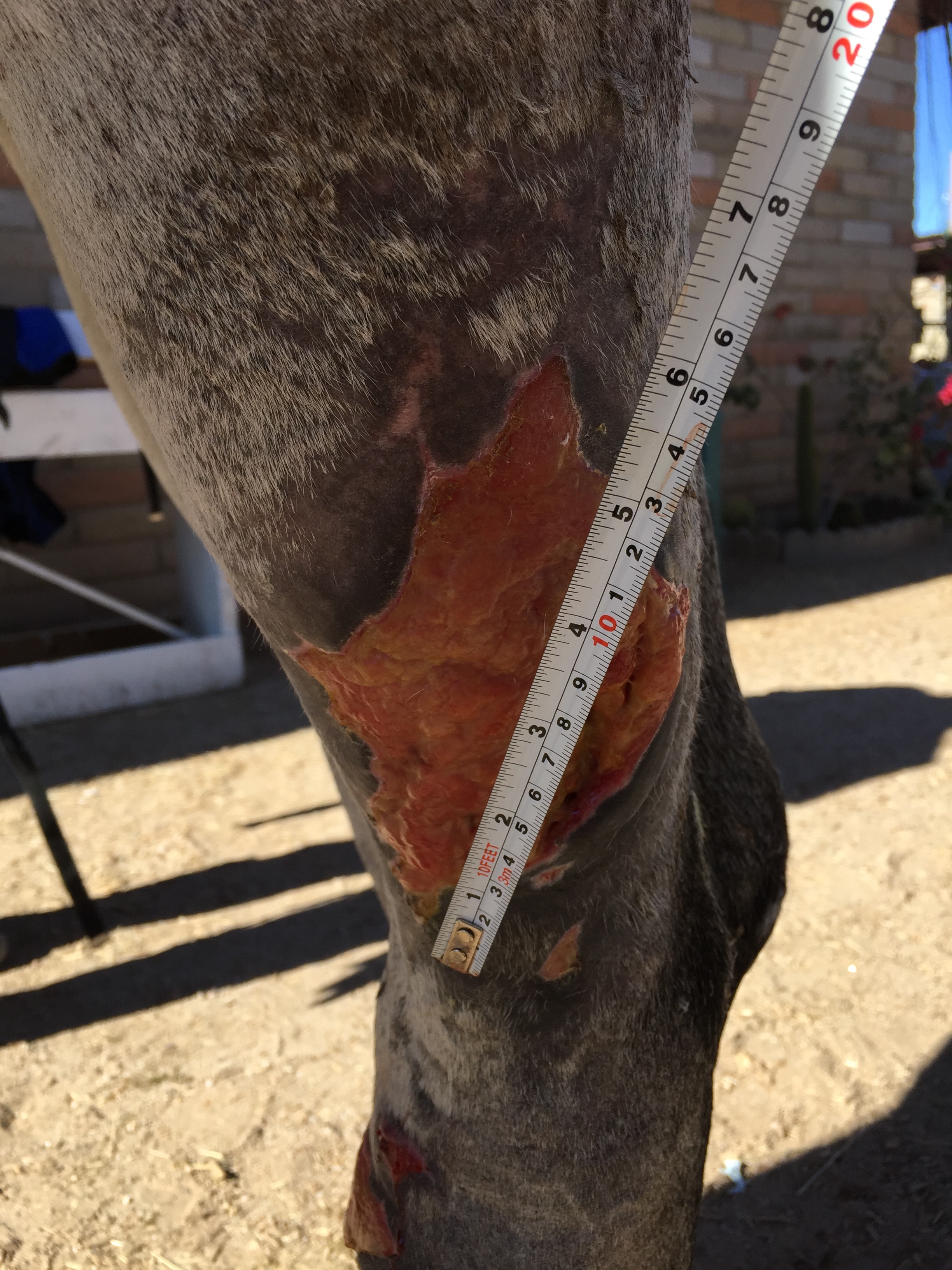 11-30-15 inspection lateral aspect of a horses left hind leg
