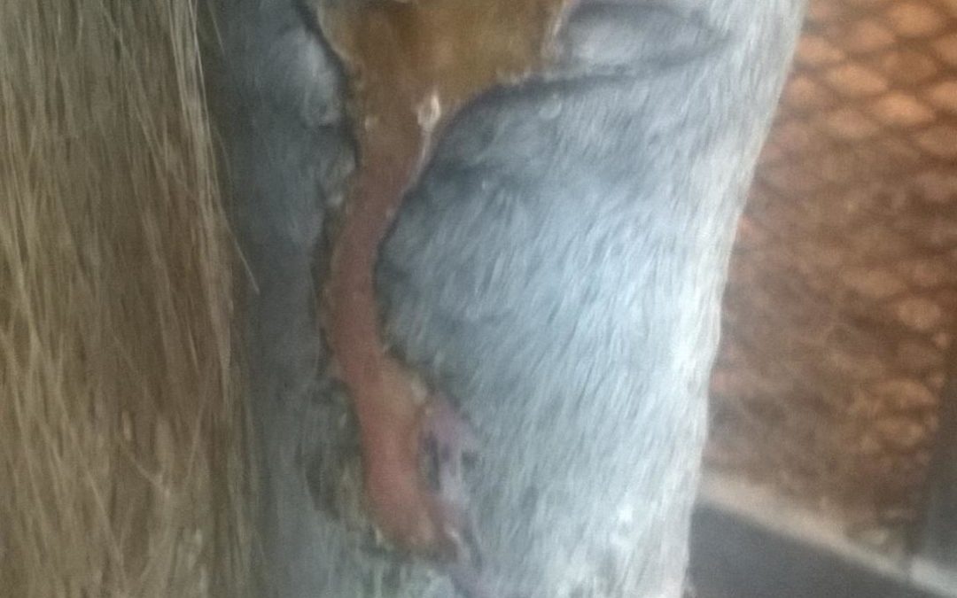 Luna’s Distal Limb Wound