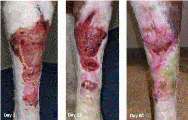 the Horse – Helping Horse Wounds Heal With Amnion