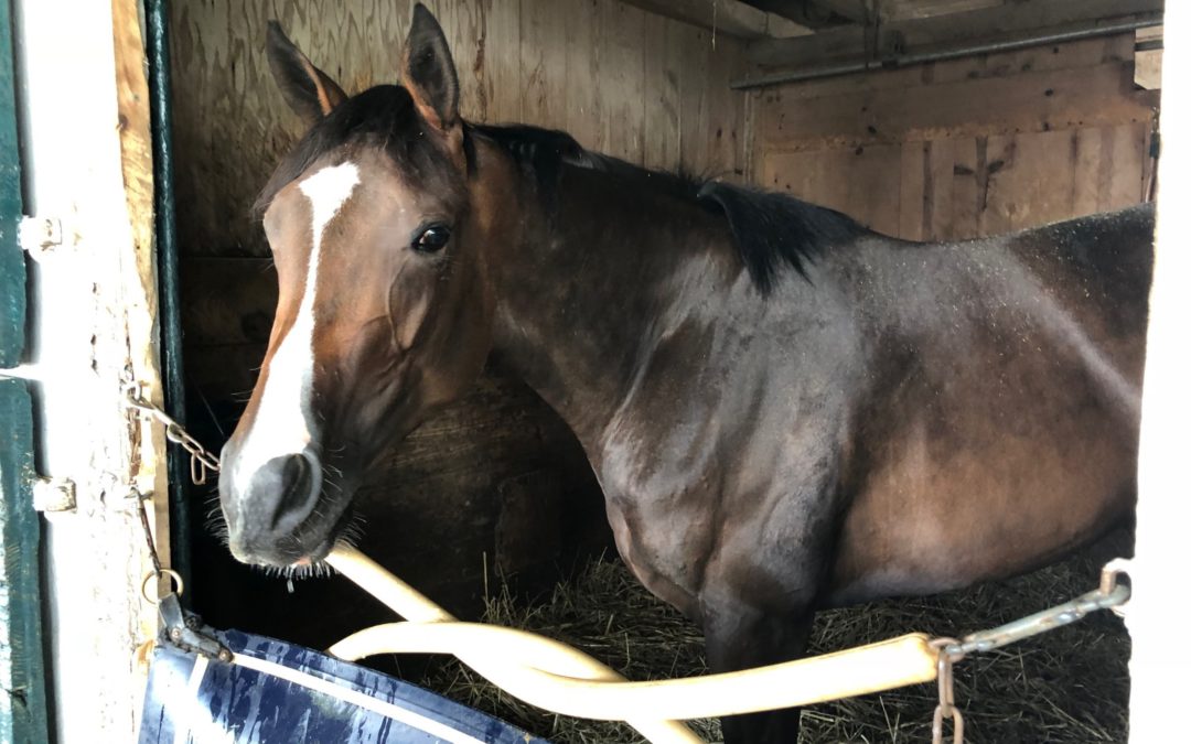 Thoroughbred Nears Return to Training