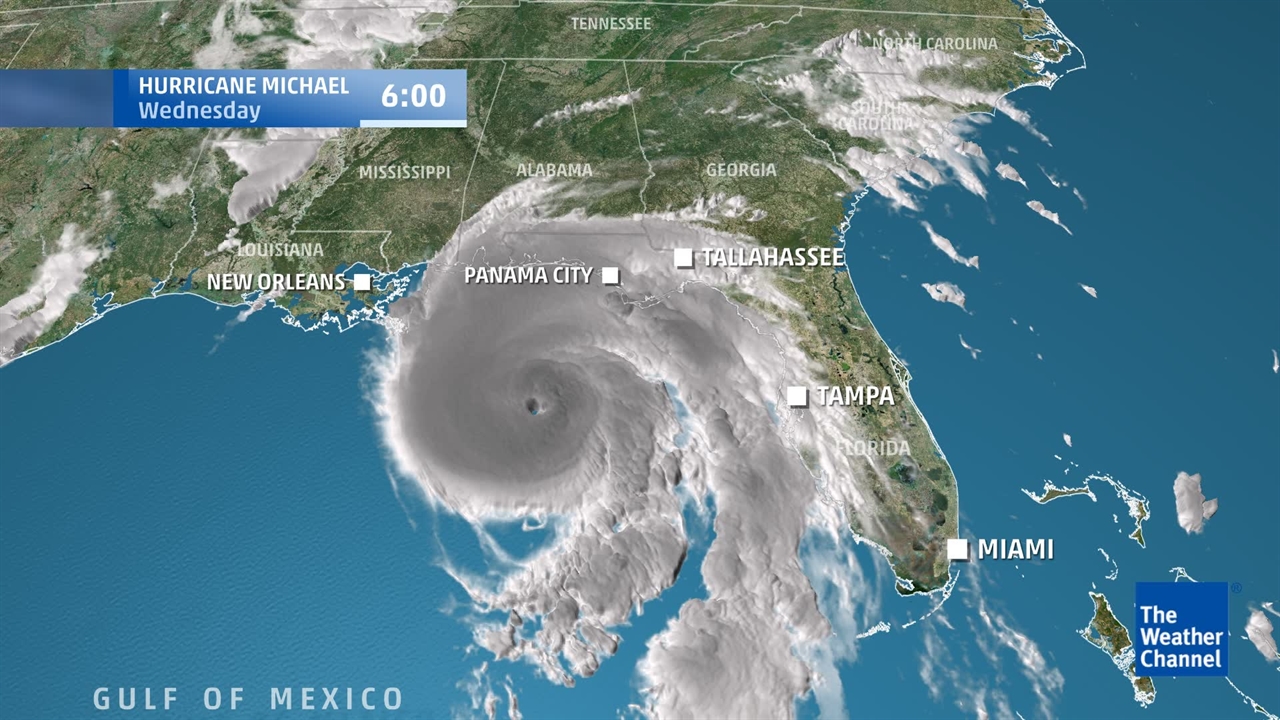 Amnion, Wounds, Hurricane, treatments, horse injuries, Dogs