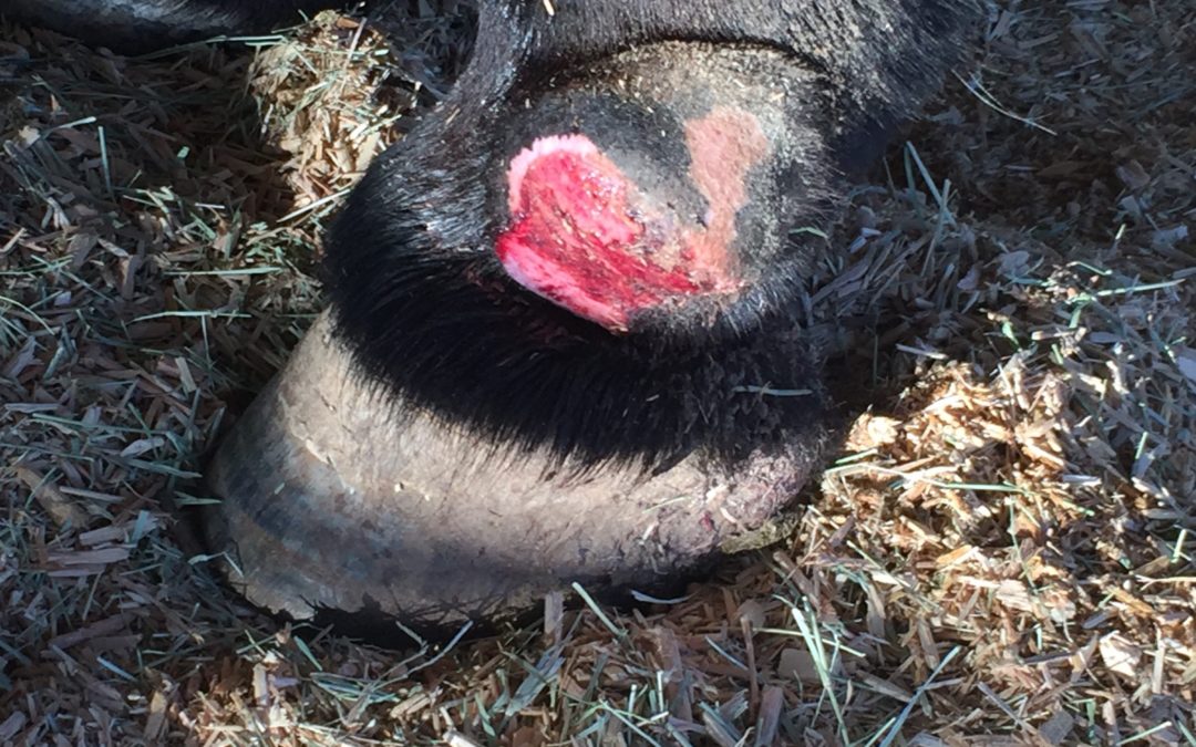 Donkey with Chronic Mass Removed