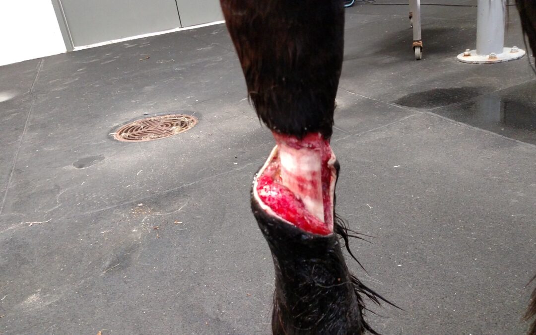 Filly with Leg De-gloving