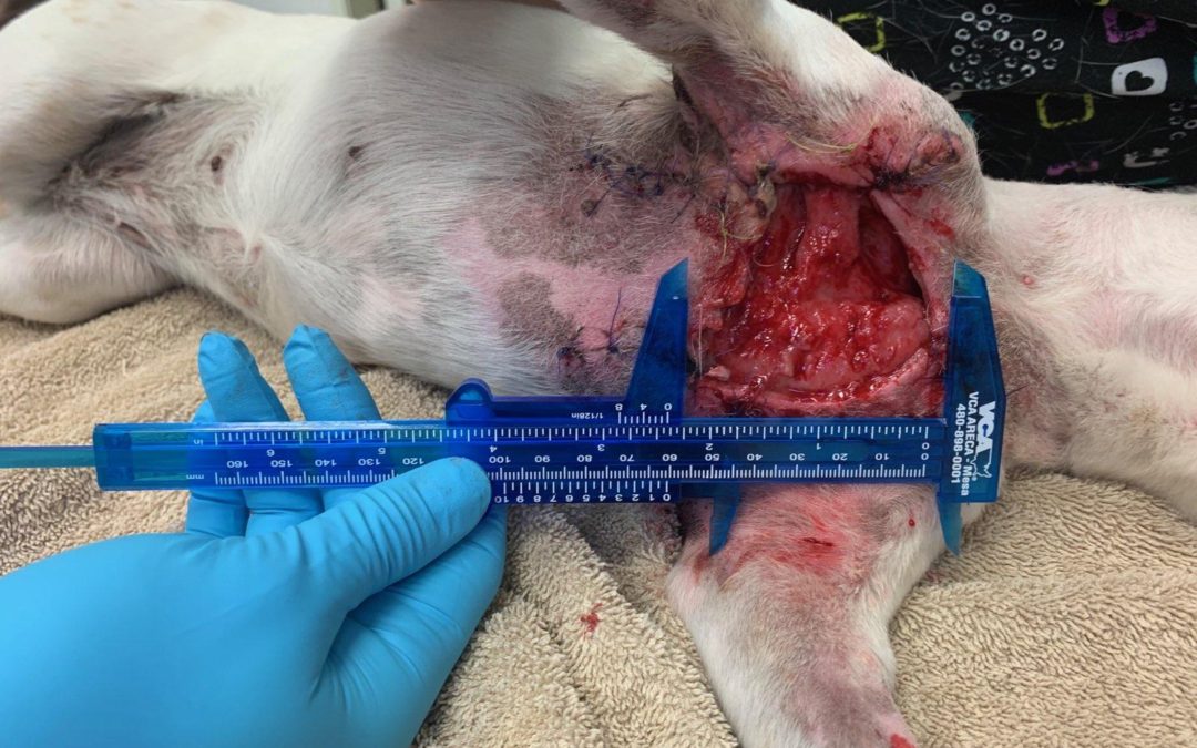 Dog Bite Wound