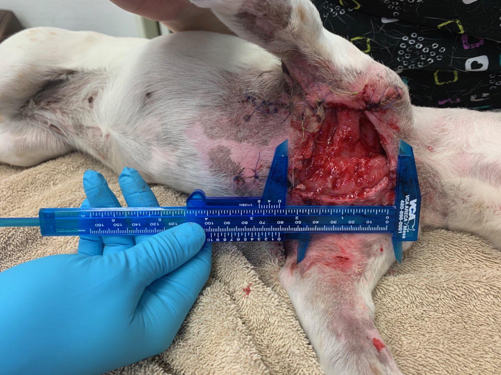 Dog Bite Wound - AniCell Biotech