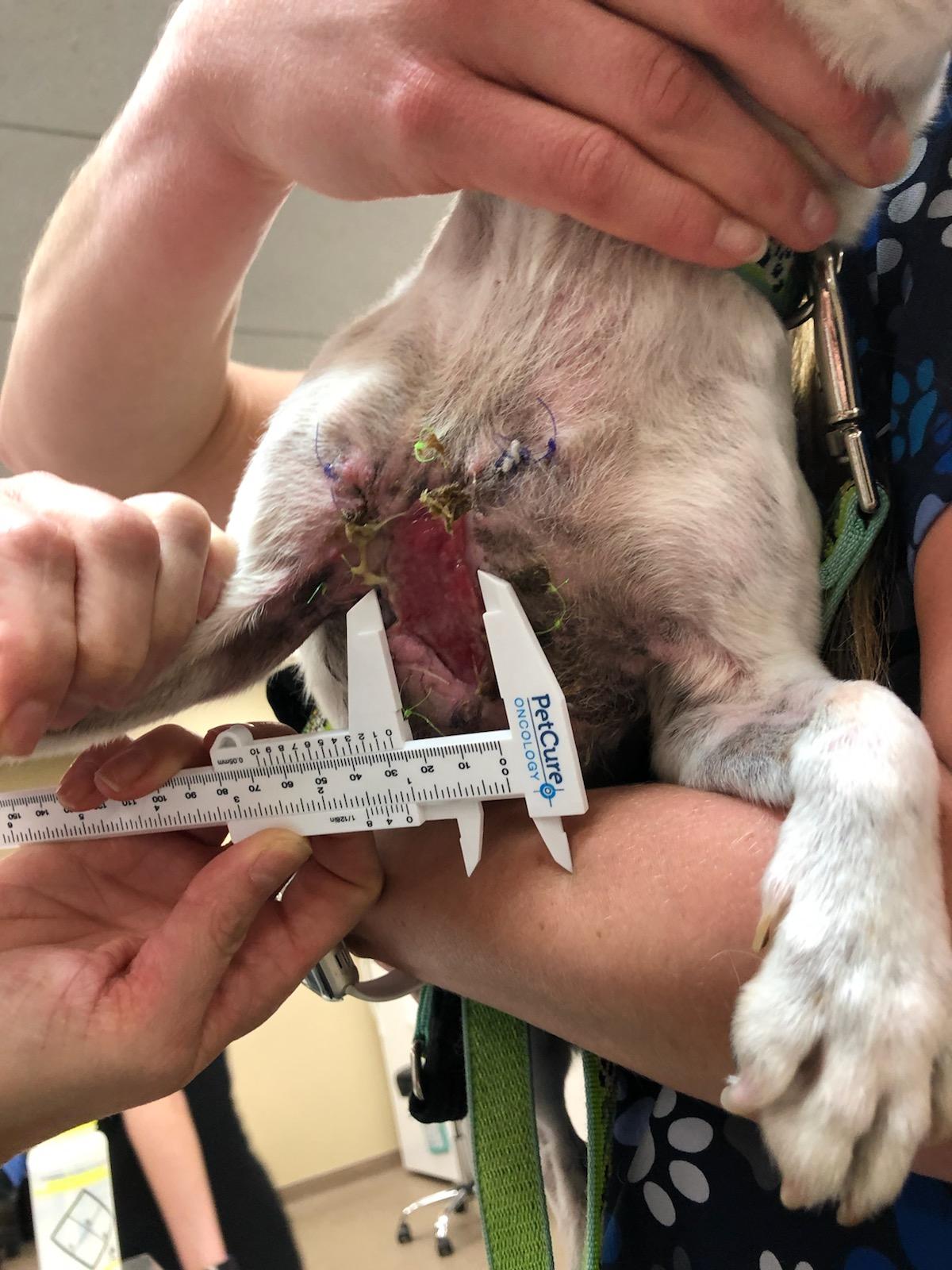 Dog Bite Wound - AniCell Biotech