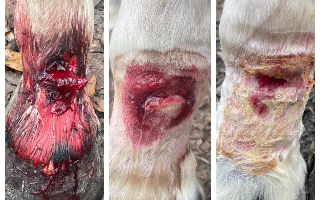 Clyde’s Fetlock Wound