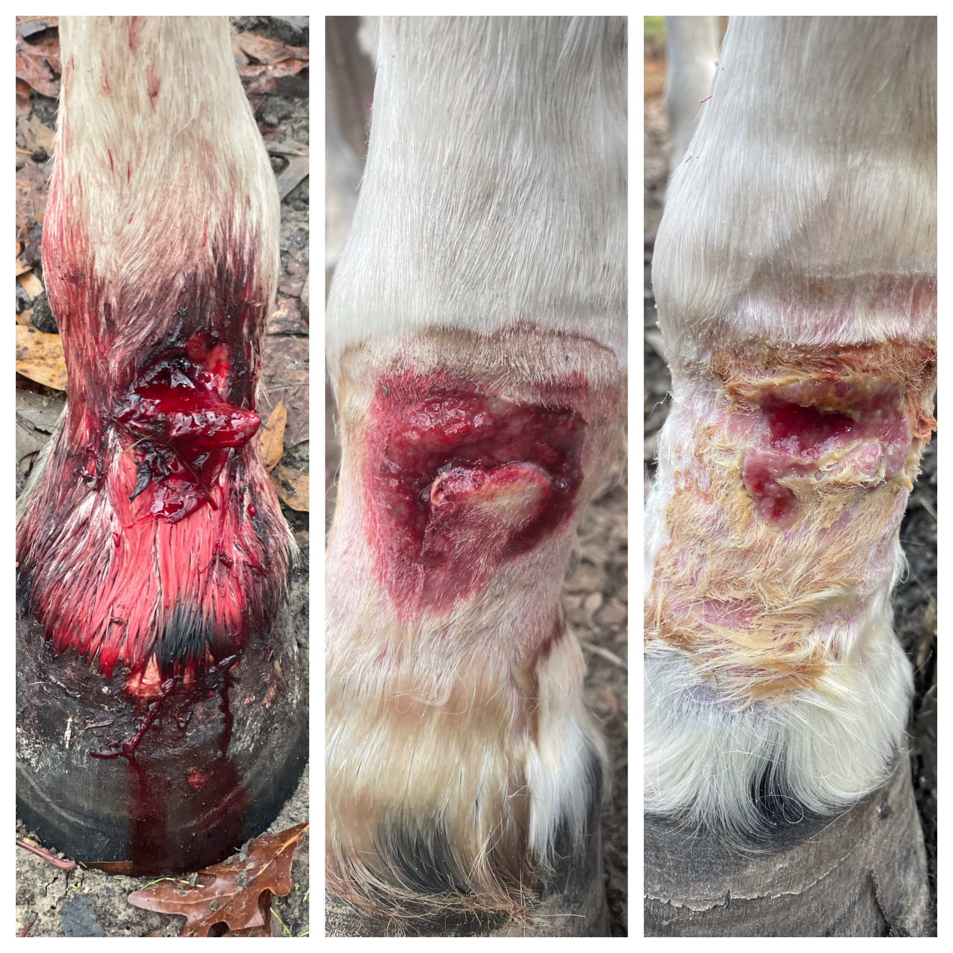 Clyde’s Fetlock Wound