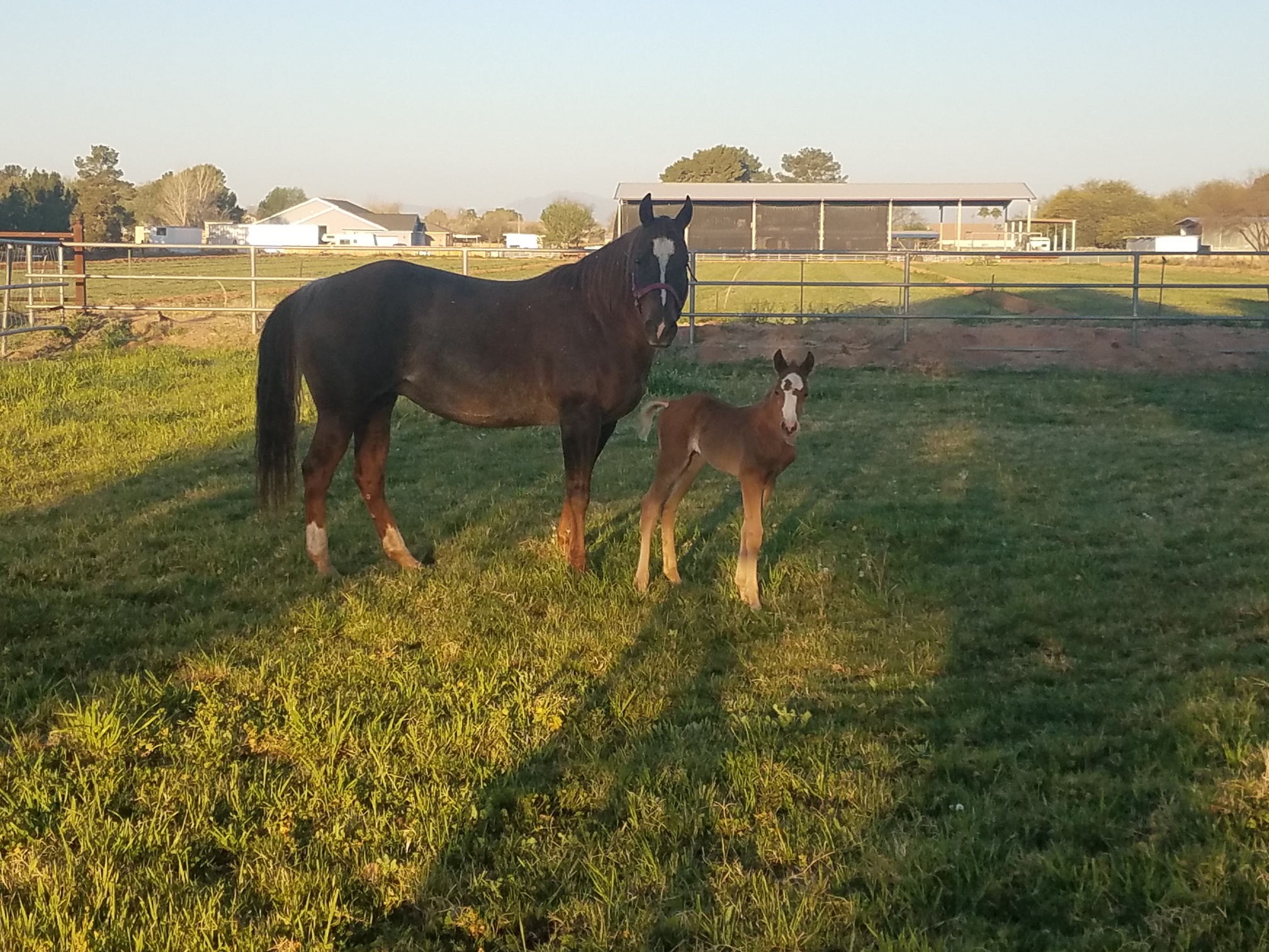 Kat and Baby AniCell